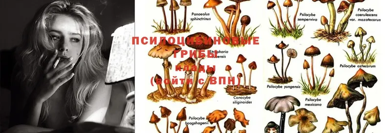 купить  цена  гидра ТОР  Псилоцибиновые грибы Magic Shrooms  Болхов 